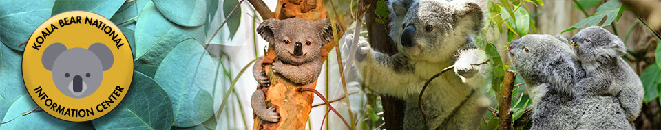 koala bear banner